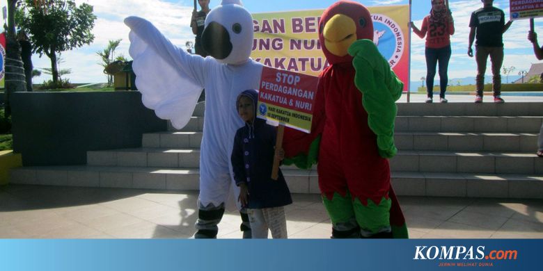 Stop Beli Burung Nuri Dan Kakatua Ini Alasannya Halaman All