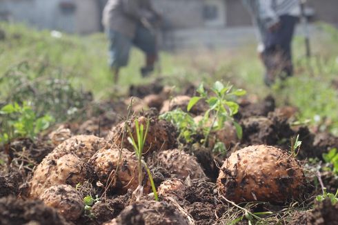 BRIN Teliti Porang sebagai Bahan Minuman Sehat Kaya Prebiotik