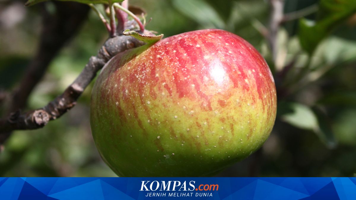 Rute ke Kusuma Agrowisata, Tempat Wisata Petik Apel di Kota Batu