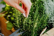 Apa Perbedaan Rosemary dan Thyme? Ini Penjelasannya