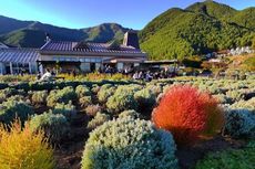 Oishi Park Yamanashi, Surga Para Pelancong di Jepang 