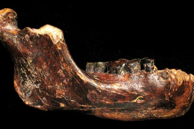 Penyebaran Manusia Denisovan Terungkap dari Rahang Misterius di Taiwan