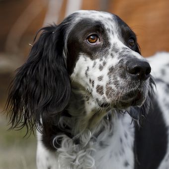 Ilustrasi anjing - Anjing ras English Setter.
