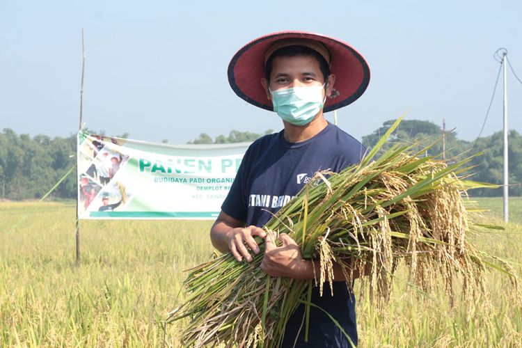 Rumah Belajar Dompet Dhuafa bersama kelompok tani pemberdayaan menggelar panen perdana padi organik di tengah pandemi Corona di Kabupaten Madiun, Jawa Timur