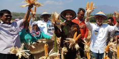 Meskipun Kemarau, Produksi Jagung di Nganjuk Raup Rp 1 Triliun