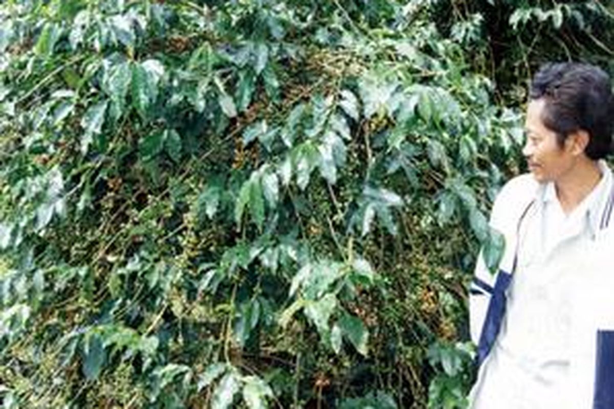 Kopi Toraja sudah menjadi identitas rakayat Tanatoraja di Sulsel. Ternyata hak paten kopi toraja milik orang Jepang, sehingga Indonesia tidak bisa mengekspor komoditas itu dengan merek Toraja.