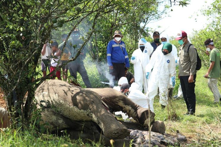 Sejumlah petugas melakukan nekropsi atau bedag bangkai gajah sumatera (elephas maximus sumatranus) yang ditemukan di kebun jeruk yang jaraknya sekitar 150 meterdari TNGL. Gajah ini ditemukan sudah tanpa caling dan ada luka tusukan. Diduga caling sudah diambil orag.