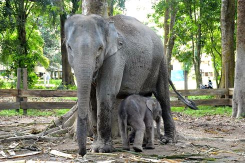 Konservasi Kampar Bergembira, Gajah Ngatini Lahirkan Bayi Jantan, Diberi Nama oleh Gubernur