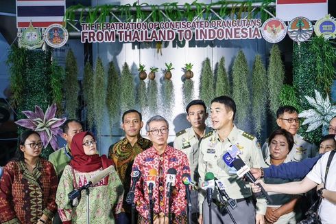 Indonesia Repatriasi 3 Orang Hutan dari Thailand, Dinamakan Nobita, Shizuka, dan Brian