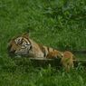 Penjual Kulit Harimau Ditangkap, Pemburu dari Hutan TNKS Masih Diburu Polisi