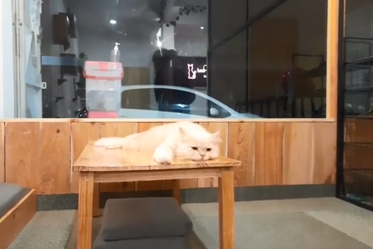 Tangkapan layar kucing yang ada di kafe kucing bernama Paw Paw Cafe di Solo, Jawa Tengah.