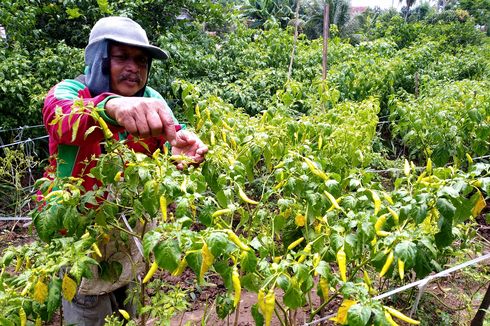 Sepekan Modal Asing Rp 7,83 T Kabur dari RI, Cabai Rawit Terus Sumbang Inflasi