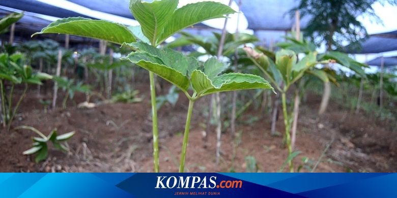 Get To Know What Is Porang Corpse Flower Relatives Who Have A High Selling Value Netral News