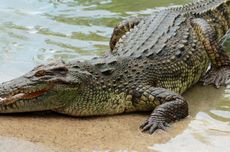 Animals Gone Wild: Indonesian Farmer Killed by Crocodile in East Nusa Tenggara 