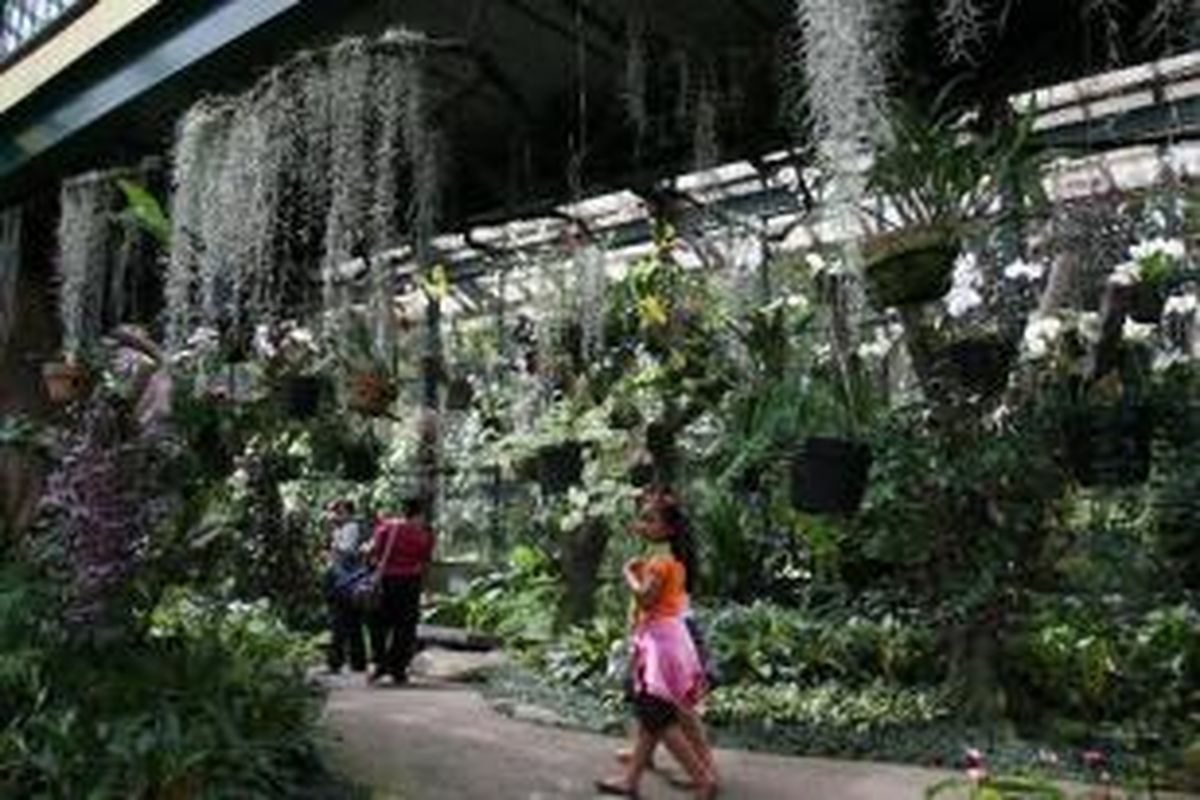 Pengunjung melihat tanaman anggrek di dalam rumah kaca Griya Anggrek di kompleks Kebun Raya Bogor, Jumat (12/7/2013). Di tempat tersebut terdapat ratusan anggrek spesies asli Indonesia yang dapat dijadikan sarana belajar mengenal keanekaragaman hayati nusantara.