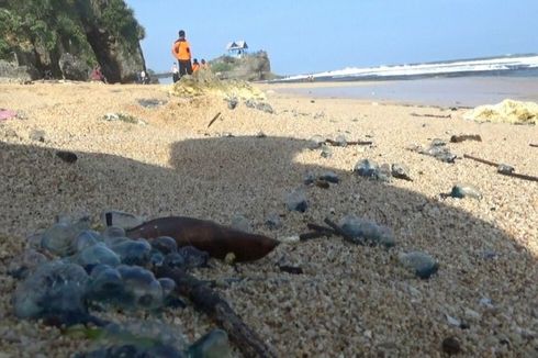 Banyak Ubur-ubur Muncul di Pantai Selatan Bandara YIA–Pantai Congot, Penjaga Pantai Ingatkan Pengunjung agar Hati-hati