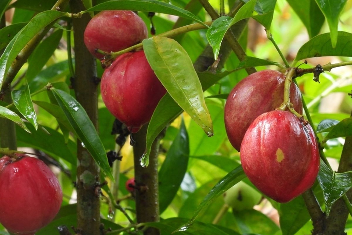 Ilustrasi tanaman mahkota dewa, buah mahkota dewa.