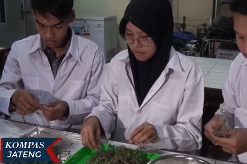Sulap Krokot Jadi Permen Sehat, Mahasiswa di Semarang Yakin Cegah Penyakit 