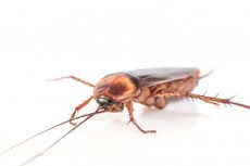 10 Cara Ampuh Usir Kecoak dari Rumah Tanpa Racun Serangga