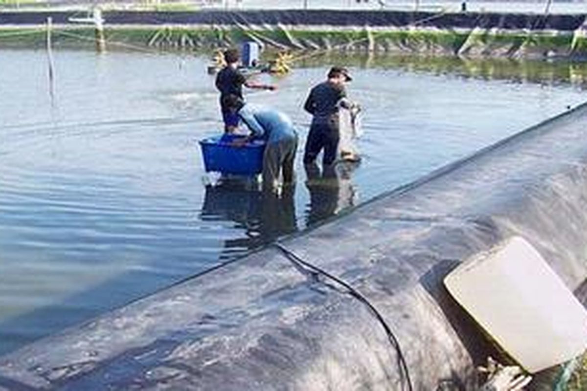 Sejumlah petambak plasma terpaksa melakukan panen dini udang di tambak eks Dipasena untuk mencegah kerugian lebih parah, Kamis (12/5/2011), menyusul matinya kincir air akibat listrik padam.