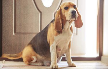 5 Tanda Pertama Anjing sedang Hamil Halaman all - Kompas.com