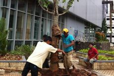 Ahok Tak Tahu Pohon Baobab Rp 750 Juta Ditanam di Balai Kota
