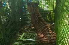 Harimau Diduga Penerkam Petani di Lampung Tertangkap di Kandang Jebak