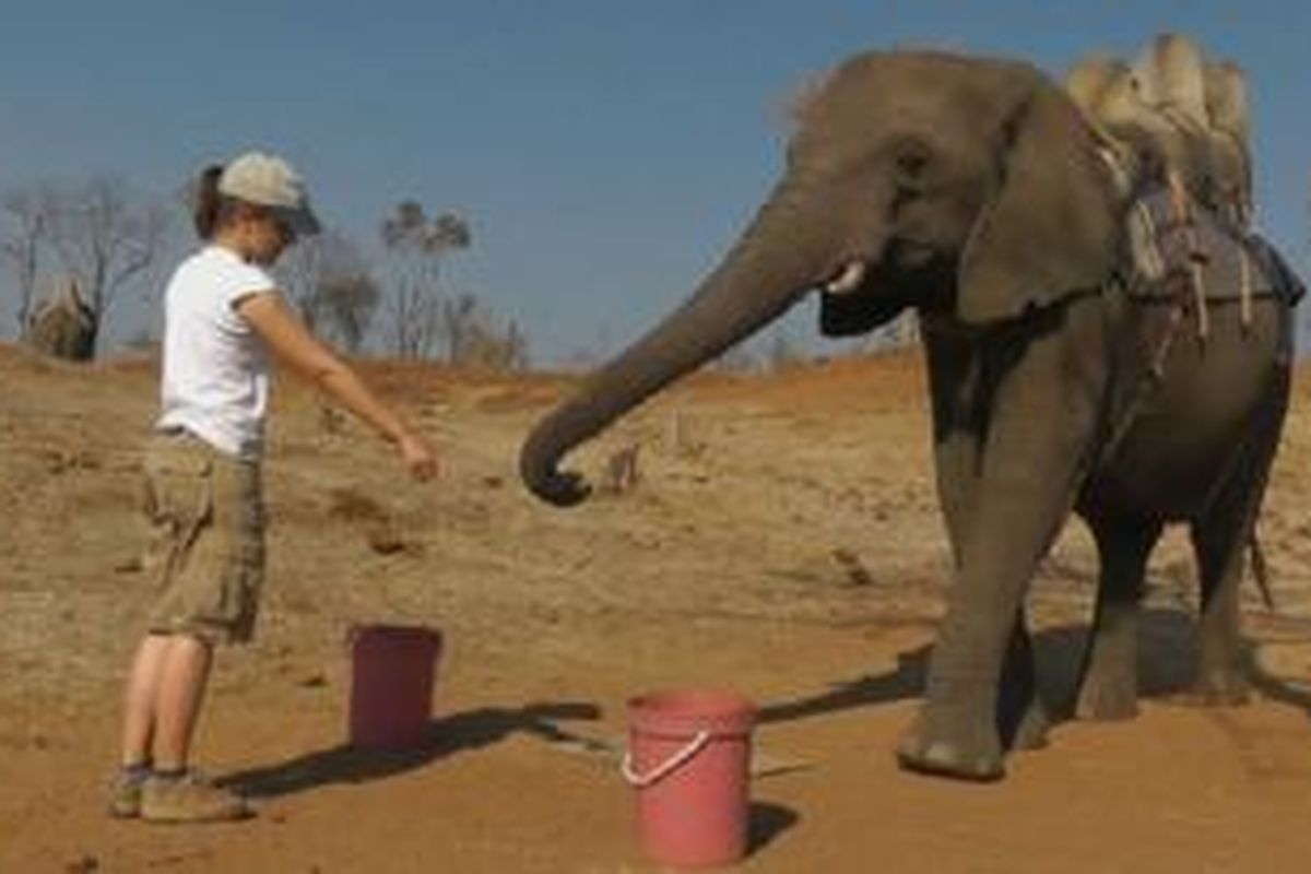 Gajah selalu memilih ember yang ditunjuk oleh peneliti.