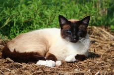 Perbedaan Kucing Siam Jantan dan Betina yang Perlu Diketahui