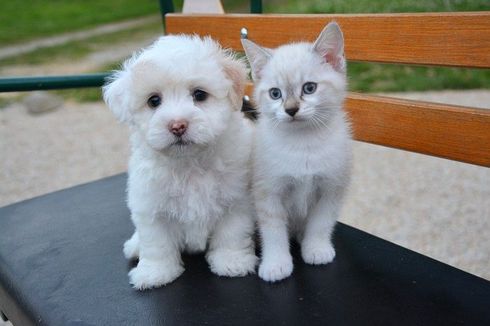 Lakukan Cara Ini agar Kucing dan Anjing Akur di Rumah