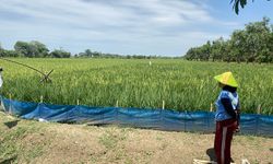 Krisis Iklim: Petani Berjaket dan Gembol Es Batu, Meninggal karena Panas Ekstrem