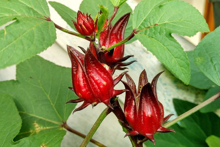 Ilustrasi bunga rosella, tanaman bunga rosella, menanam rosella. 