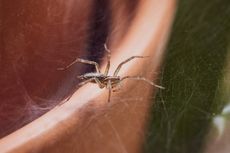 7 Cara Membasmi Laba-laba dari Rumah Tanpa Membunuhnya