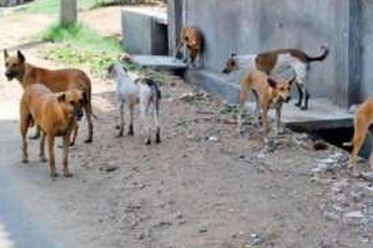 Kawanan anjing liar menjadi ancaman bagi warga negara bagian Kerala, India.
