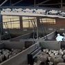 Sadis, Domba Dipukuli, Ditendang, dan Kandangnya Dikencingi di TPH Spanyol
