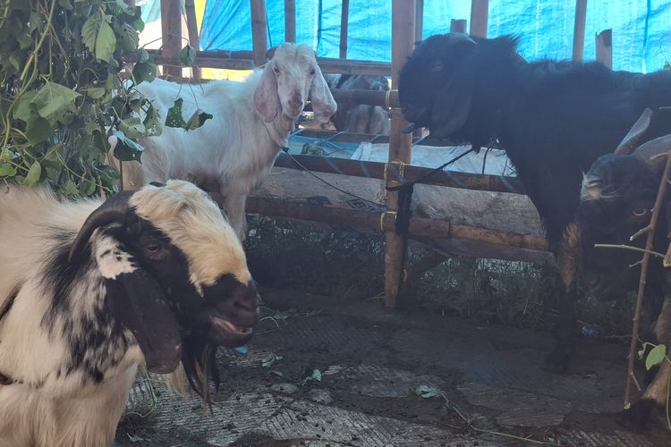 Tiga Kambing Berpenyakit Orf Ditemukan di Lapak Kurban Sumenep