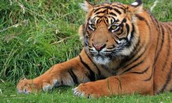 Apakah Melindungi Harimau di Hutan Bisa Atasi Perubahan Iklim?