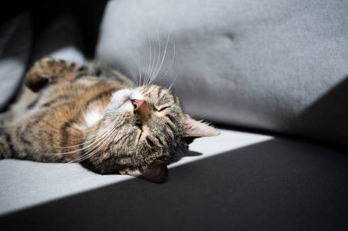 Mengapa Kucing Suka Berjemur di Bawah Sinar Matahari? Ini 5 Alasannya
