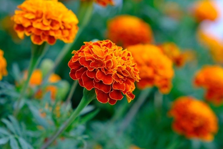 Ilustrasi bunga marigold.