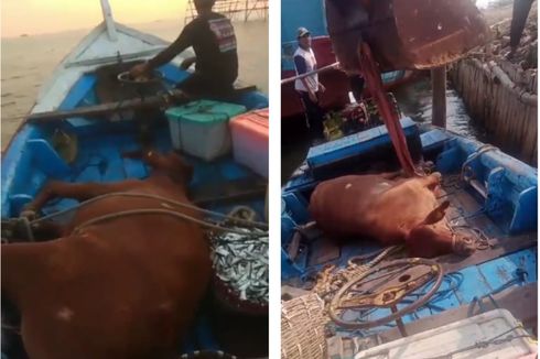 Sapi yang Ditemukan Nelayan di Perairan Kali Baru Diduga Lepas dari Pelabuhan Tanjung Priok