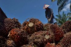 Buntut Larangan Uni Eropa, China Lirik Sawit Indonesia dan Malaysia