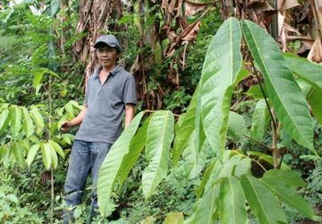 Dari Berburu ke Petani Gaharu