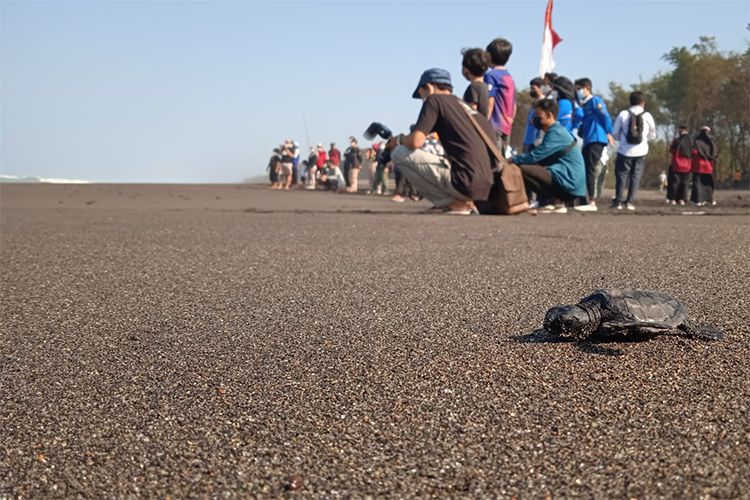 Pelepasan penyu di Pantai Gua Cemara. 