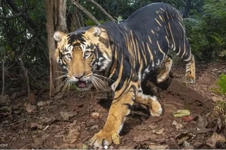 Kisah Harimau di India yang Mengubah Lorengnya