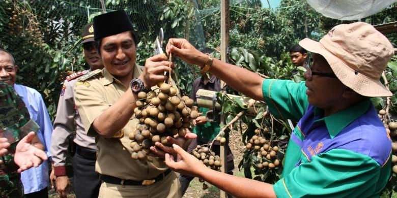 Bupati Magelang, Zaenal Arifin, memetik buah klengkeng Itoh Super di Borobudur, Kabupaten Magelang, Senin (24/2/2015).