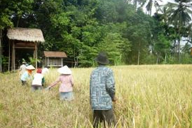 Panen padi di Desa Kemiren, Banyuwangi, Jawa Timur.