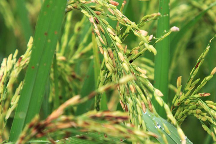 Ilustrasi tanaman padi yang rusak karena serangan organisme penggangu tanaman