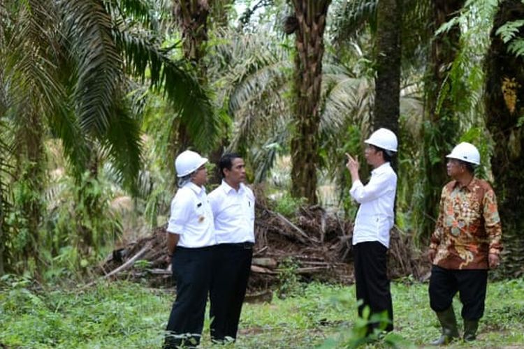Presiden Joko Widodo bersama Menteri Pertanian (Mentan) Andi Amran Sulaiman saat mengunjungi salah satu perkebunan kelapa sawit. 