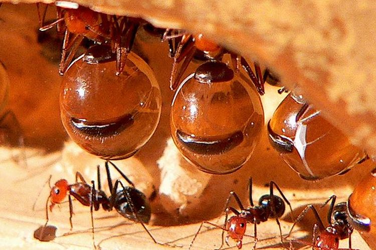 Semut honeypot menyimpan nektar untuk mencegah kelaparan koloni