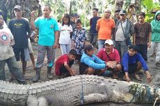 Aksi Pria di Buton, Tanpa Takut Tangkap Buaya Raksasa Seorang Diri Hanya Pakai Tali